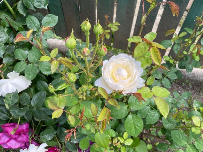  - 001 Trandafiri 2024