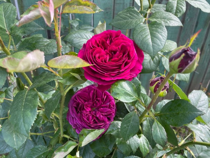  - 001 Trandafiri 2024