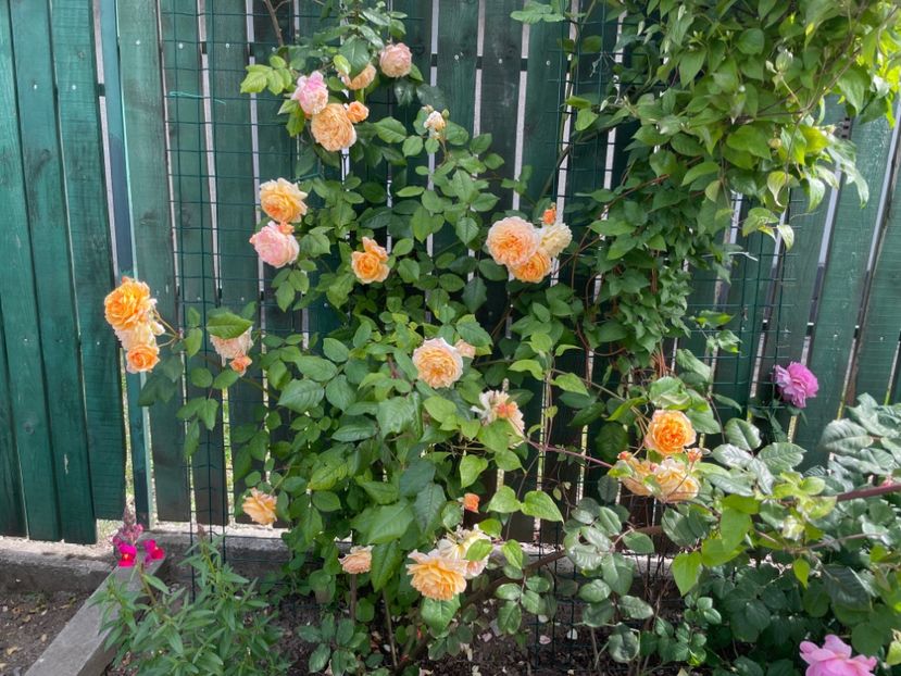  - 001 Trandafiri 2024