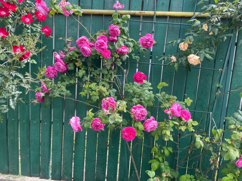  - 001 Trandafiri 2024