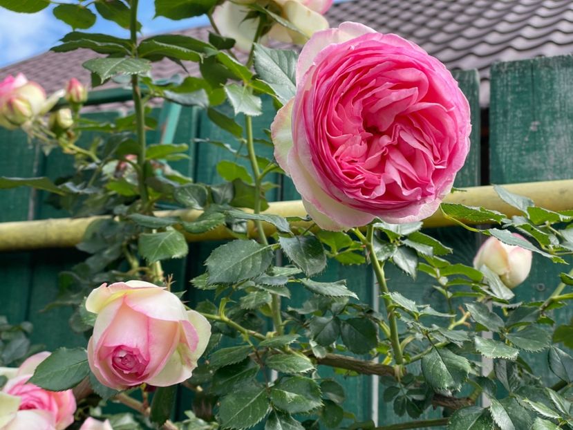  - 001 Trandafiri 2024