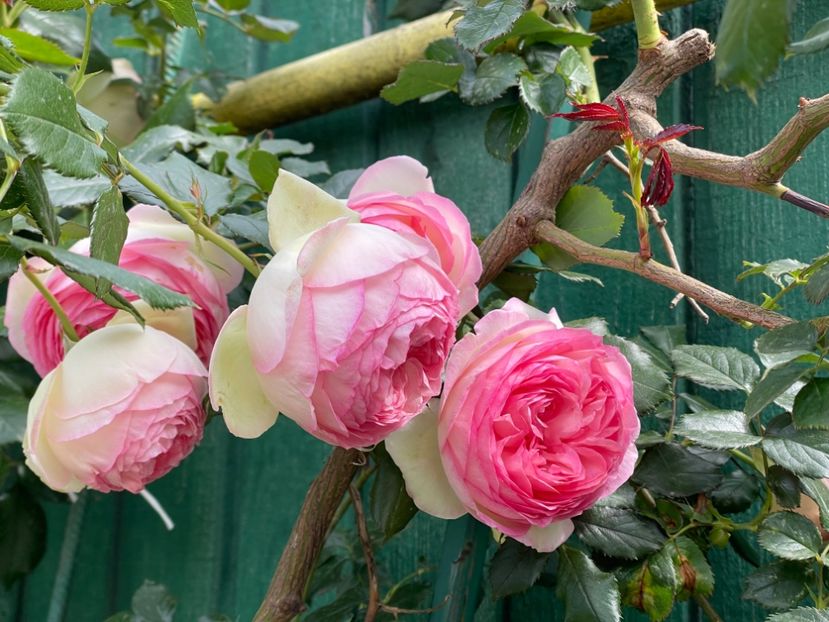  - 001 Trandafiri 2024