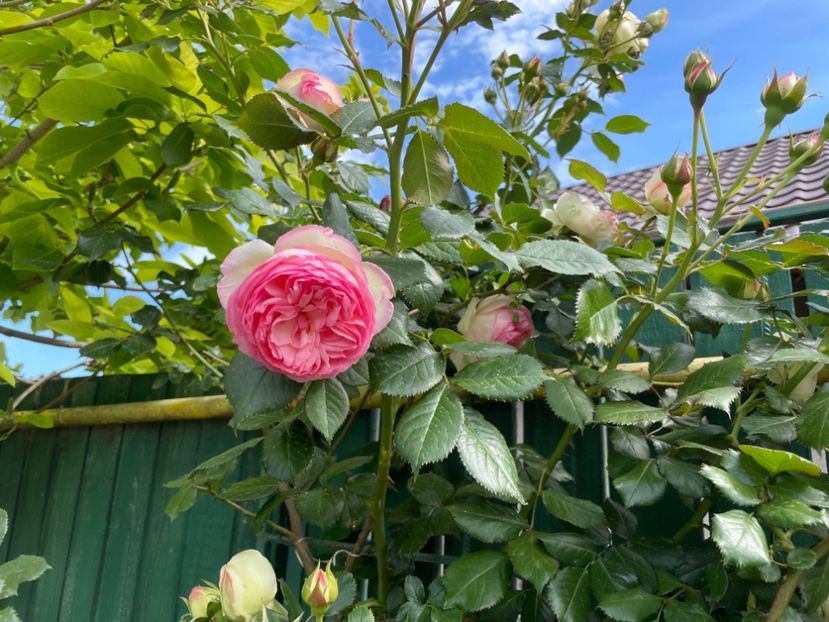  - 001 Trandafiri 2024