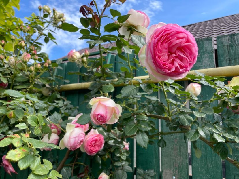  - 001 Trandafiri 2024