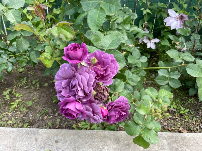  - 001 Trandafiri 2024