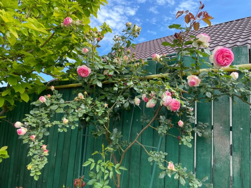  - 001 Trandafiri 2024