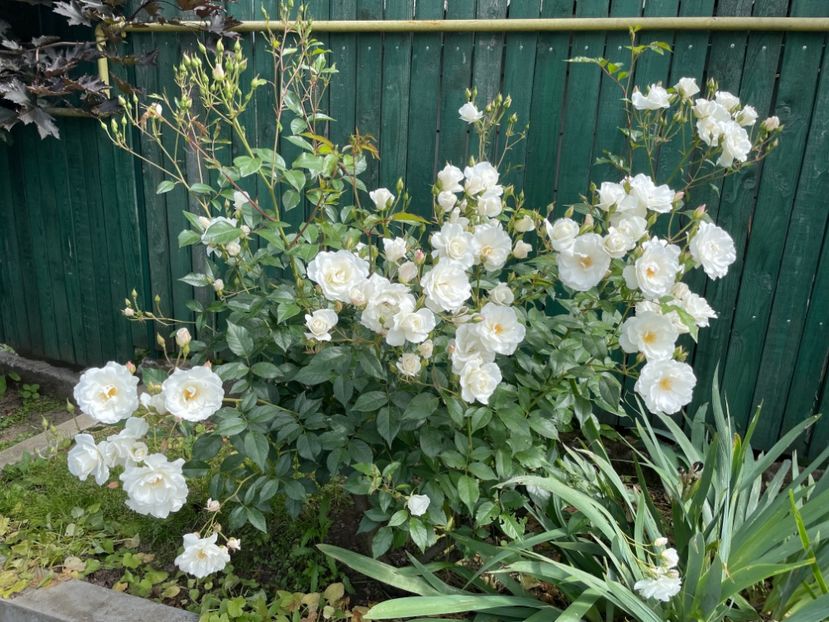  - 001 Trandafiri 2024