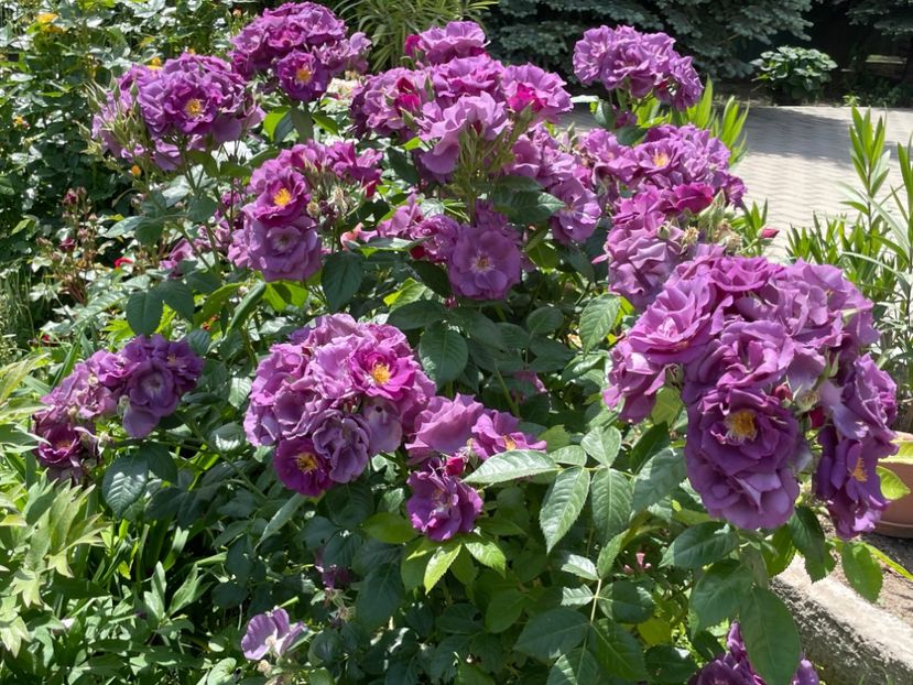  - 001 Trandafiri 2024