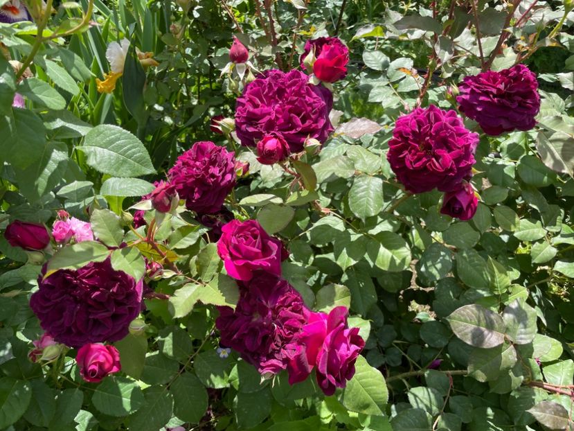  - 001 Trandafiri 2024