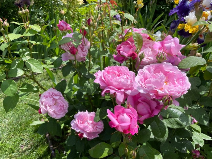  - 001 Trandafiri 2024