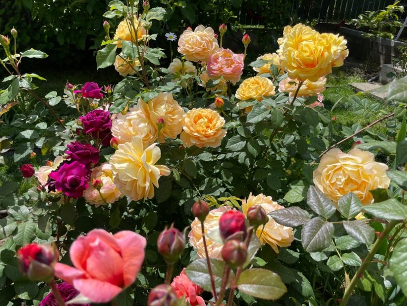  - 001 Trandafiri 2024