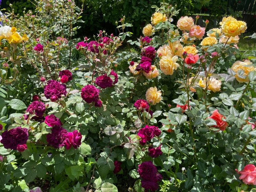  - 001 Trandafiri 2024