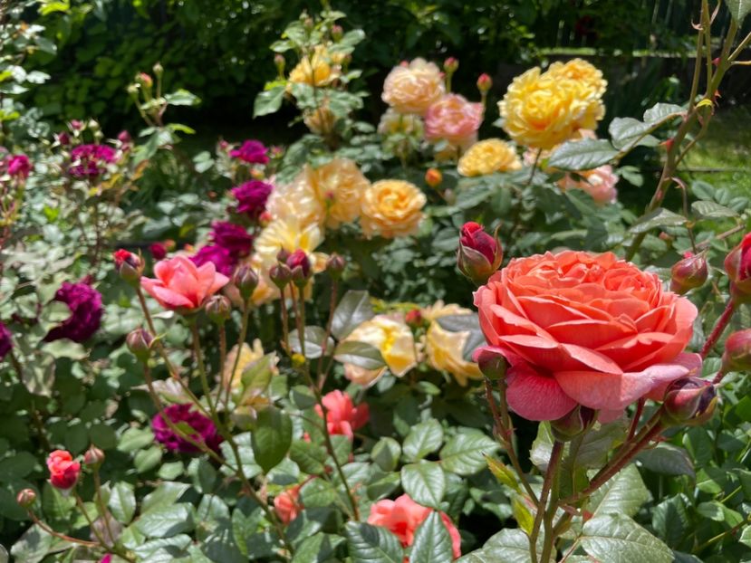  - 001 Trandafiri 2024