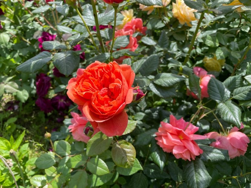  - 001 Trandafiri 2024