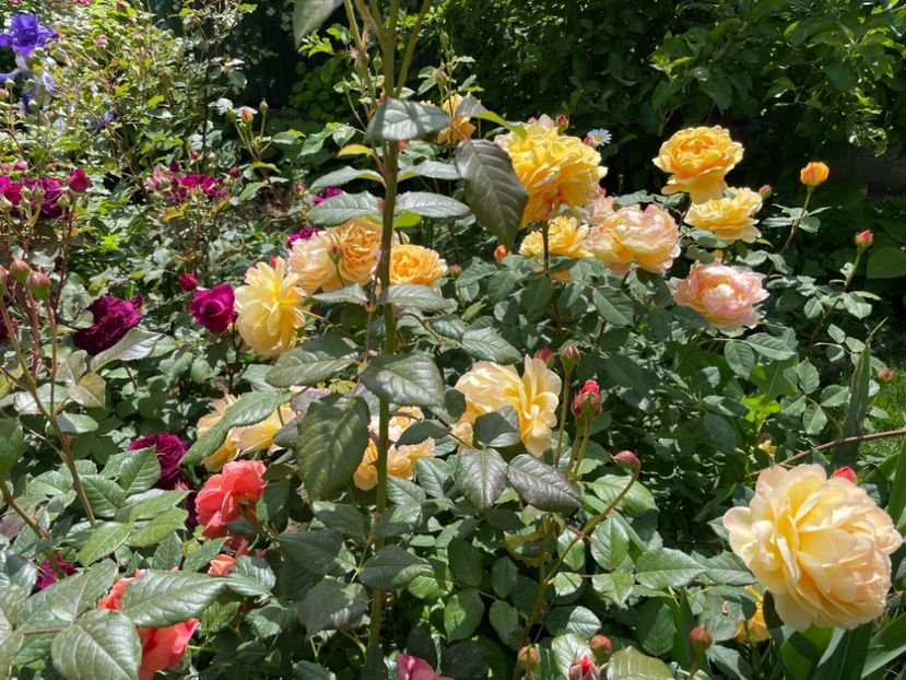  - 001 Trandafiri 2024