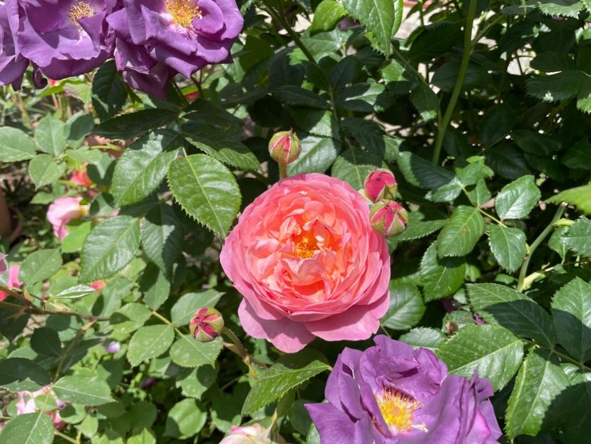  - 001 Trandafiri 2024