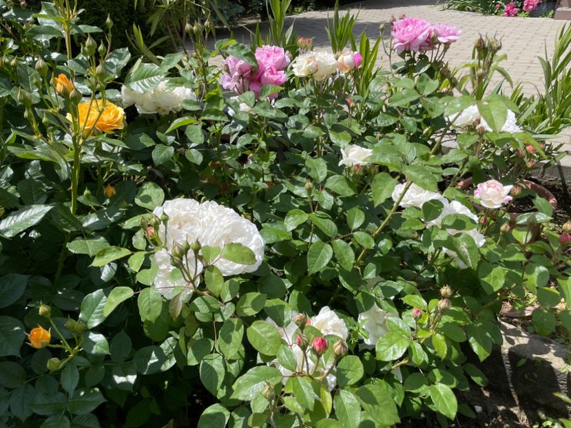  - 001 Trandafiri 2024