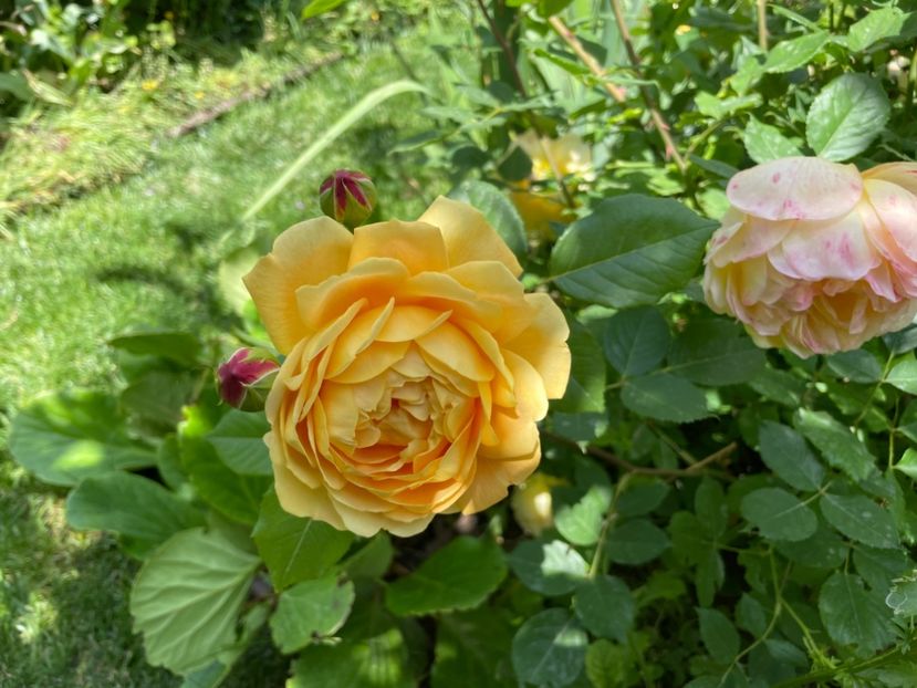  - 001 Trandafiri 2024