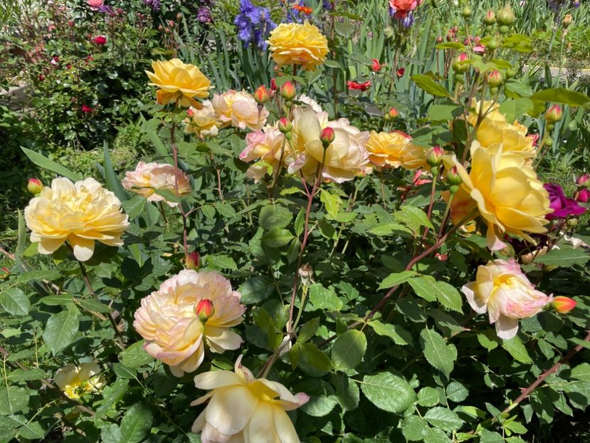  - 001 Trandafiri 2024