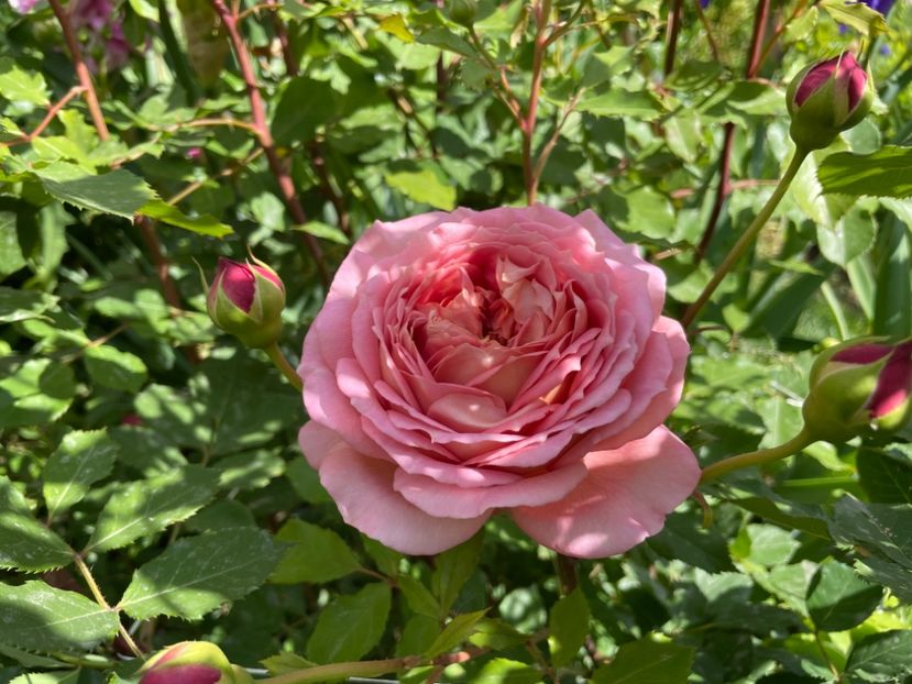  - 001 Trandafiri 2024