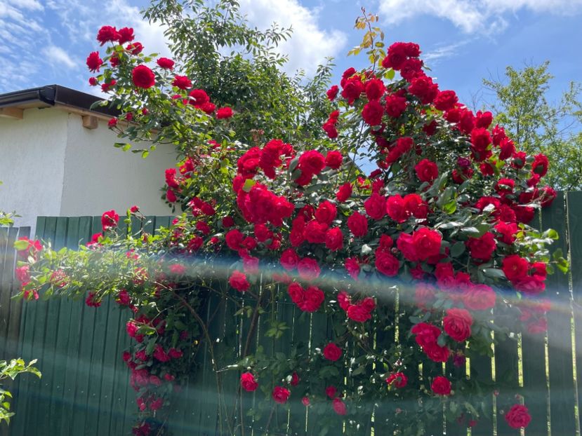  - 001 Trandafiri 2024