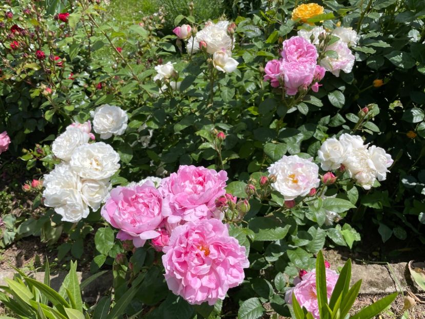  - 001 Trandafiri 2024