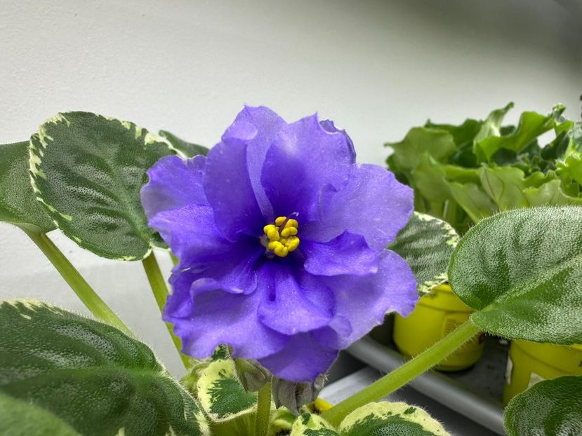 19 mai 2024 - RS Syianie