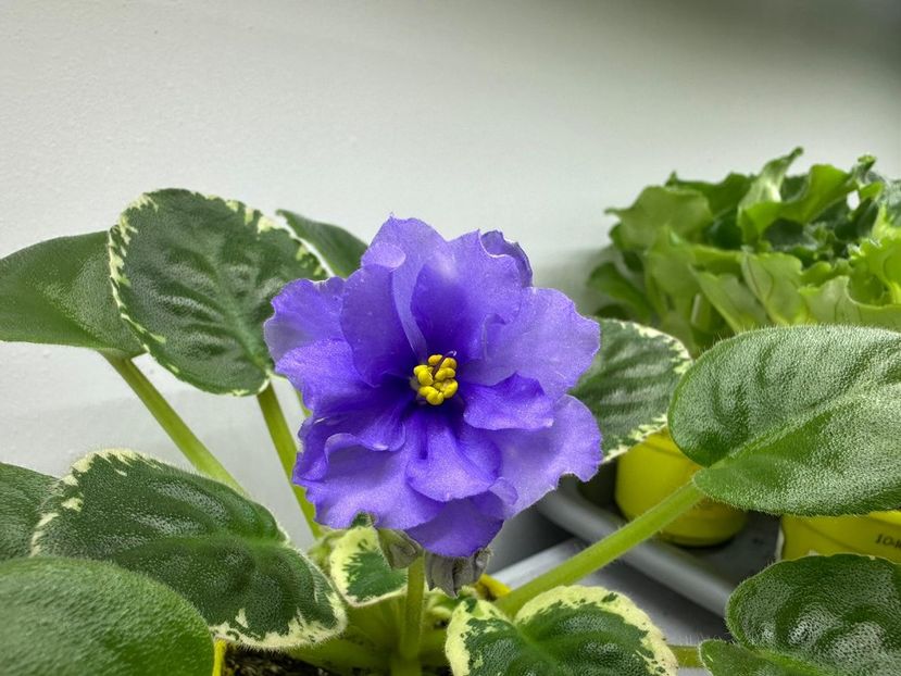 19 mai 2024 - RS Syianie