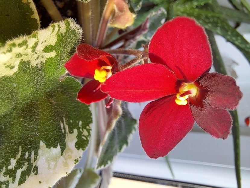  - Violeta Mac s rouge rogue