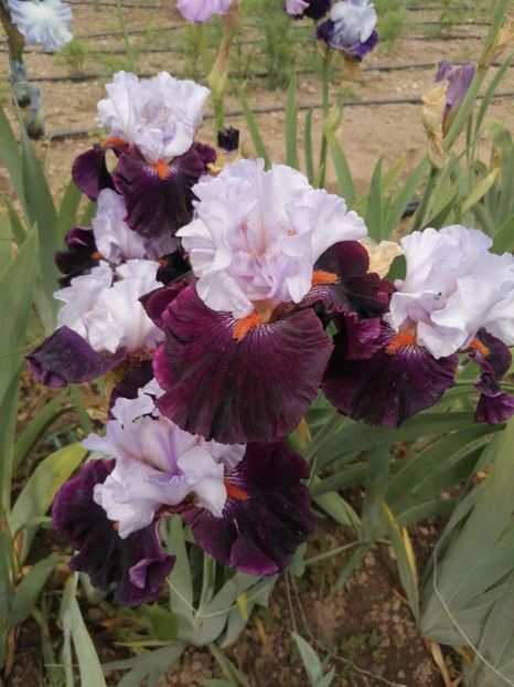  - 2024- Iriși înalți