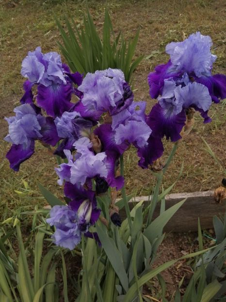  - 2024- Iriși înalți