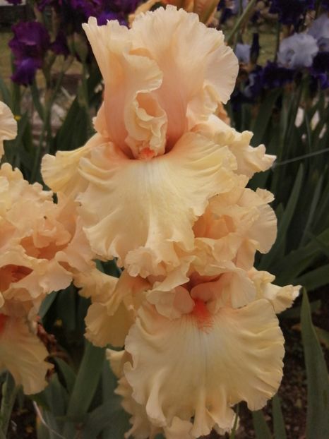  - 2024- Iriși înalți