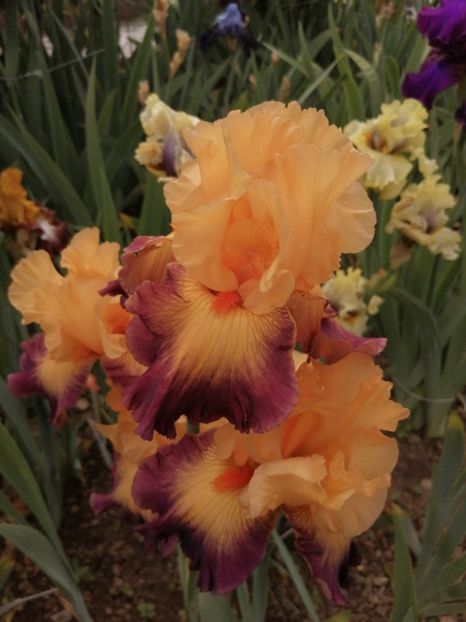  - 2024- Iriși înalți