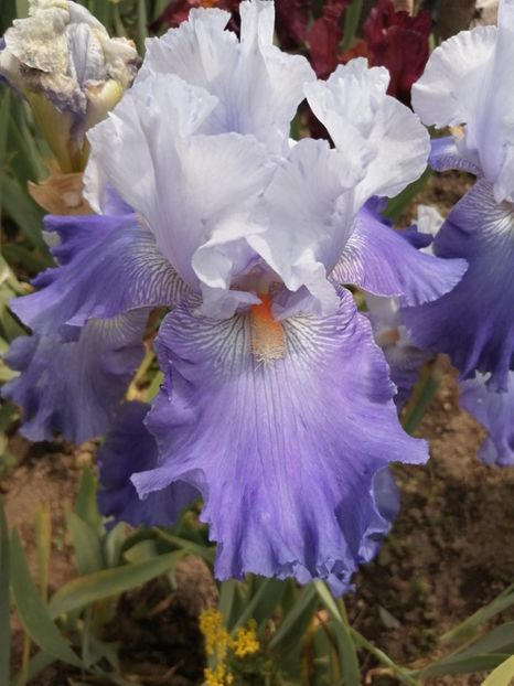  - 2024- Iriși înalți