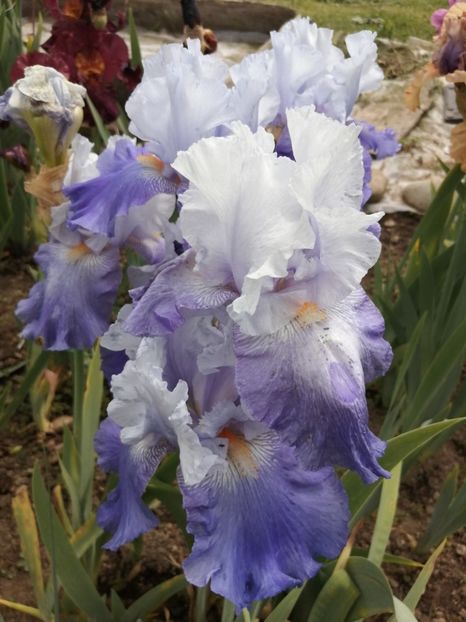  - 2024- Iriși înalți