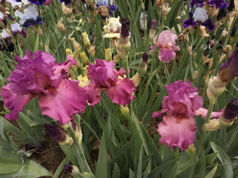  - 2024- Iriși înalți