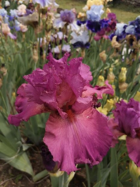  - 2024- Iriși înalți