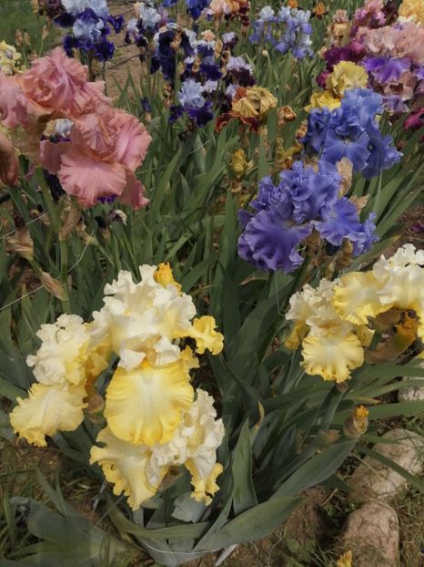  - 2024- Iriși înalți