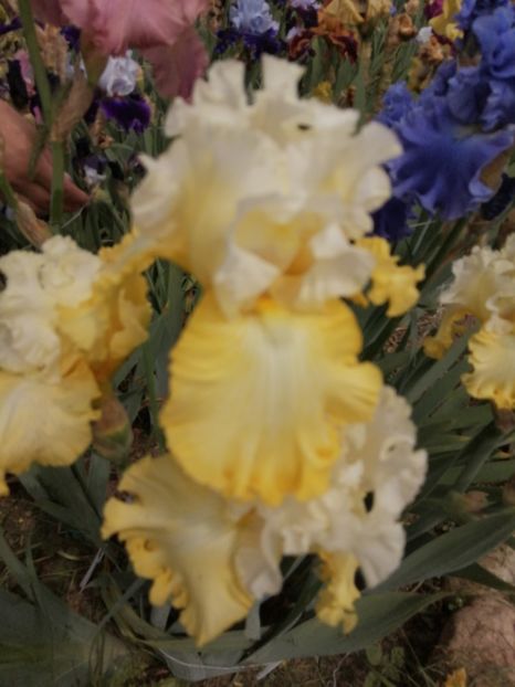  - 2024- Iriși înalți