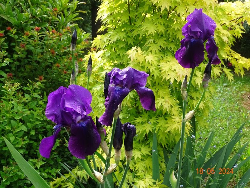  - Irisi 2024 -Dobarland