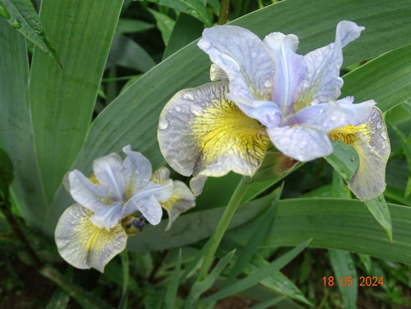  - Irisi 2024 -Dobarland