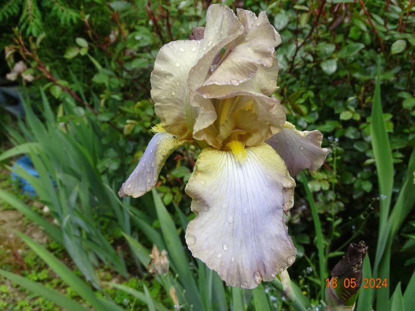  - Irisi 2024 -Dobarland