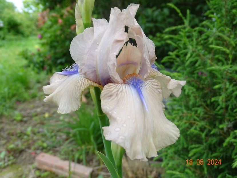 Concertina - Irisi 2024 -Dobarland