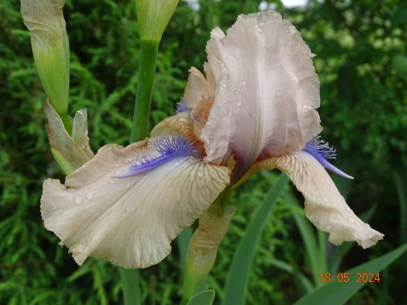  - Irisi 2024 -Dobarland