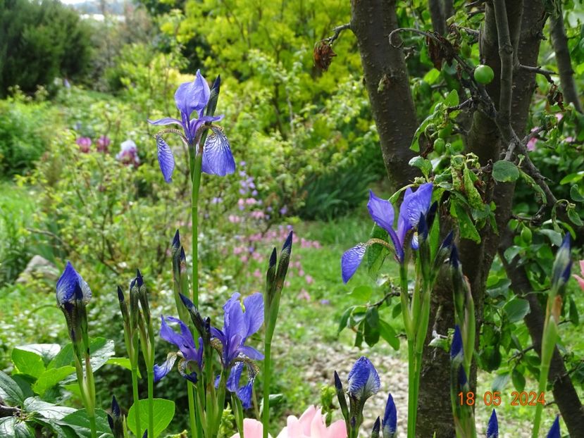 Blue King (sibirica) - Irisi 2024 -Dobarland