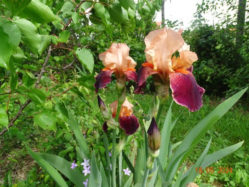  - Irisi 2024 -Dobarland