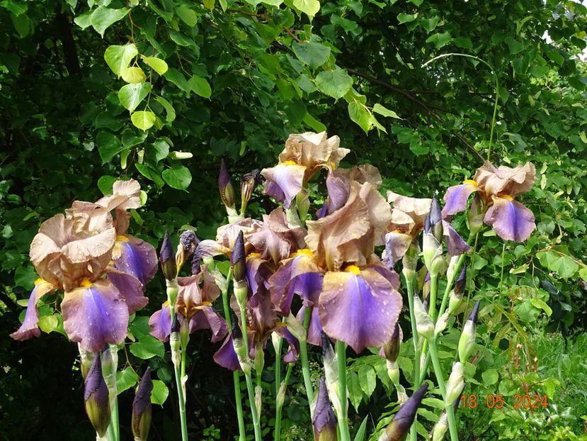  - Irisi 2024 -Dobarland