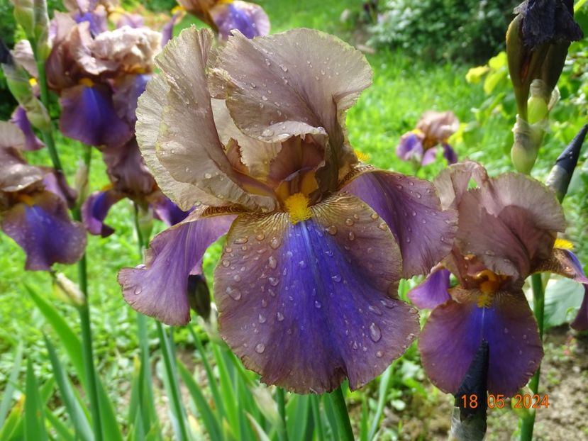  - Irisi 2024 -Dobarland