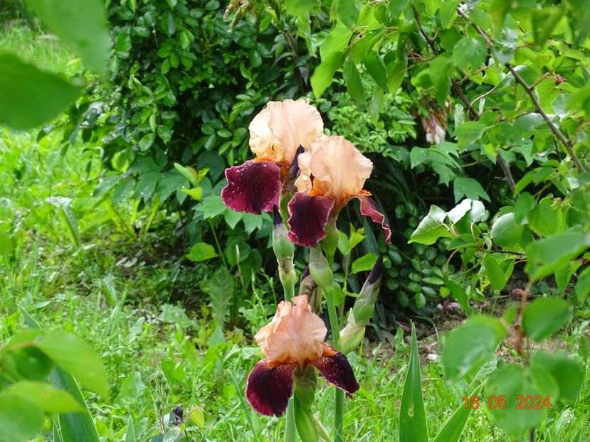  - Irisi 2024 -Dobarland