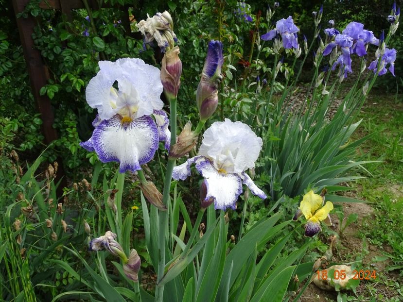  - Irisi 2024 -Dobarland